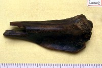 藏品(鹿右下腿骨上端(脛骨))的圖片